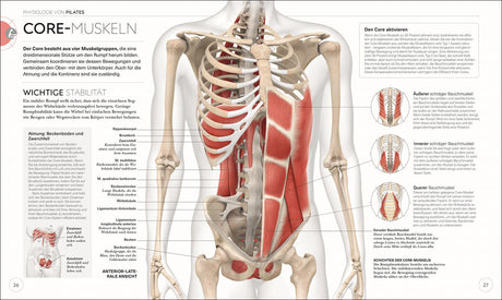 Skelett mit markierten Muskeln im Bauch- und Brustbereich, inklusive Beschriftungen und erklärendem Text.
