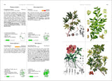 Illustration von Pflanzen mit Blüten, Früchten und Wurzeln, inklusive botanischer Zeichnungen und Beschreibungen.