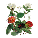 Illustration einer Pflanze mit Blüten, Beeren und Blättern, inklusive Detailansichten der Blüten und Samen.