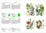Illustration von vier Pflanzenarten mit detaillierten Beschreibungen, Blüten, Fruchtständen und Verbreitungskarten.