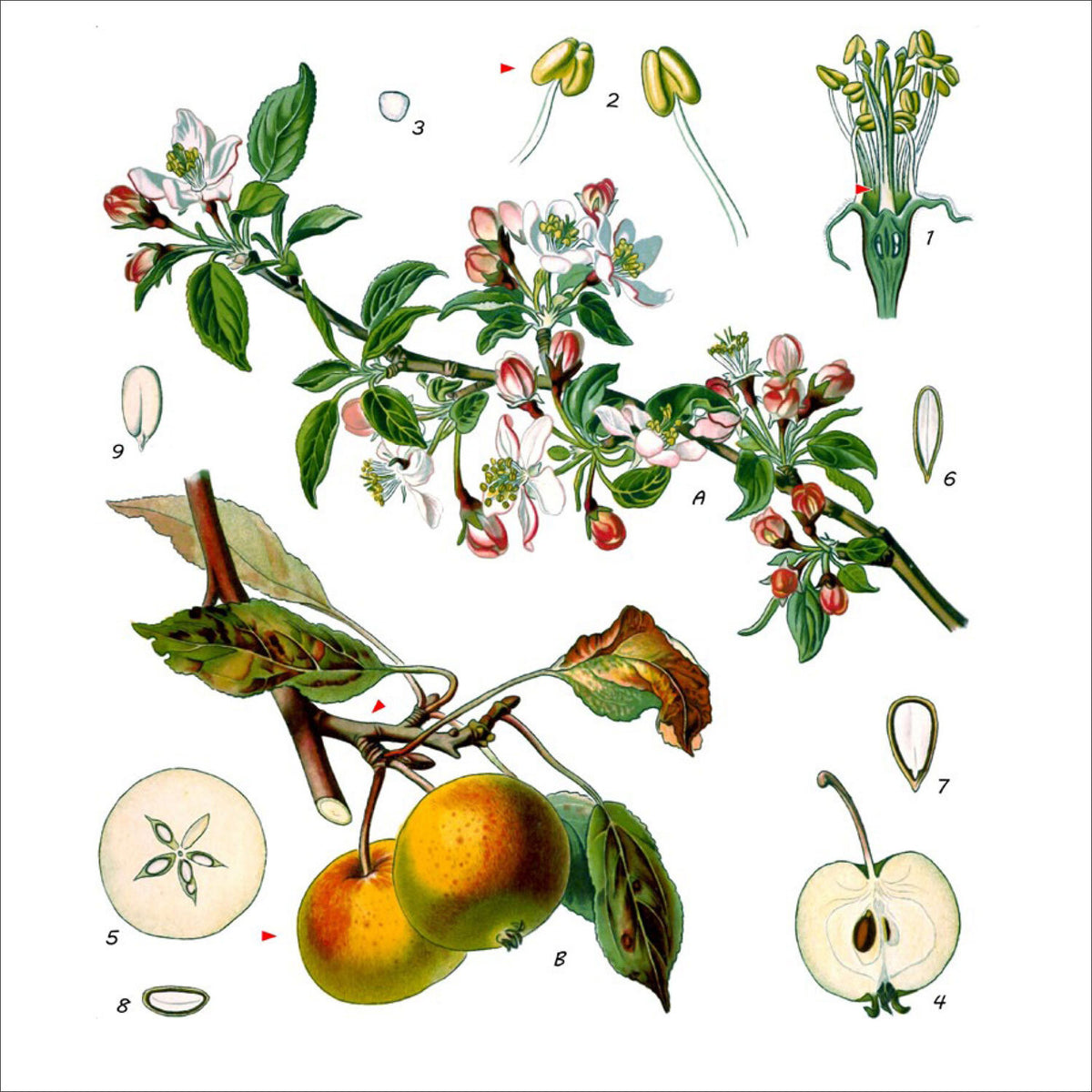 Illustration der Apfelblüte, Fruchtentwicklung und Samen, mit Details zu Blüten, Früchten und Samen.