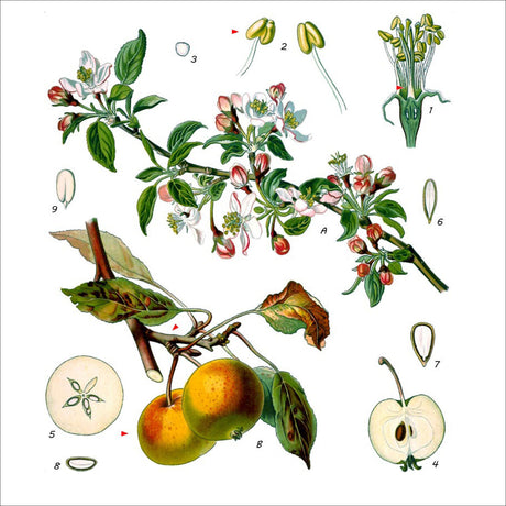 Illustration der Apfelblüte, Fruchtentwicklung und Samen, mit Details zu Blüten, Früchten und Samen.