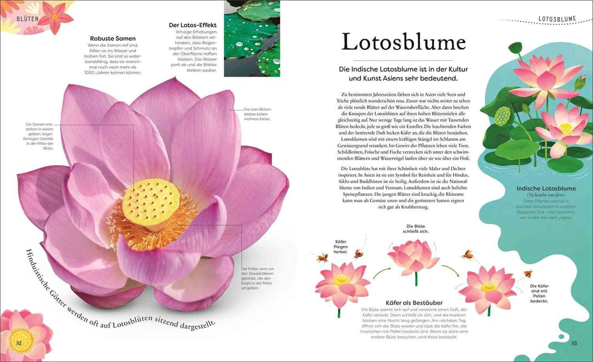 Illustration einer indischen Lotosblume mit Blüte, Blättern, Bienen und Textinformationen.