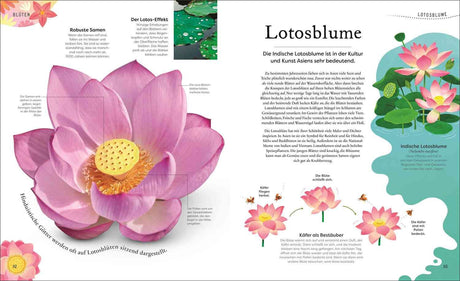 Illustration einer indischen Lotosblume mit Blüte, Blättern, Bienen und Textinformationen.