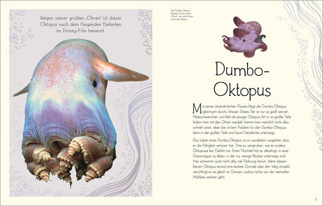 Dumbo-Oktopus, ein kleiner Tintenfisch mit großen Ohren, schwimmt im Wasser, mit Text über seine Eigenschaften.