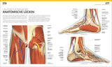 Detaillierte anatomische Illustration der unteren Extremität, zeigt Muskeln, Nerven und Knochen im Fuß und Unterschenkel.
