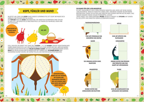 Illustration eines Insekts mit großen Augen, kleinen Augen, Flügeln, Mund, und verschiedenen Insektenarten.