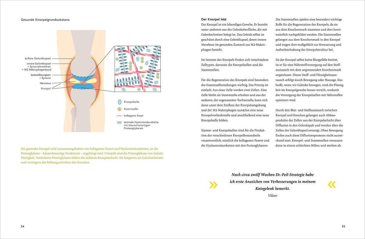 Diagramm und Text über den Aufbau und die Funktion des Knorpels im Kniegelenk, inklusive Zelltypen und Regeneration.