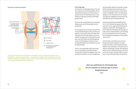 Diagramm und Text über den Aufbau und die Funktion des Knorpels im Kniegelenk, inklusive Zelltypen und Regeneration.