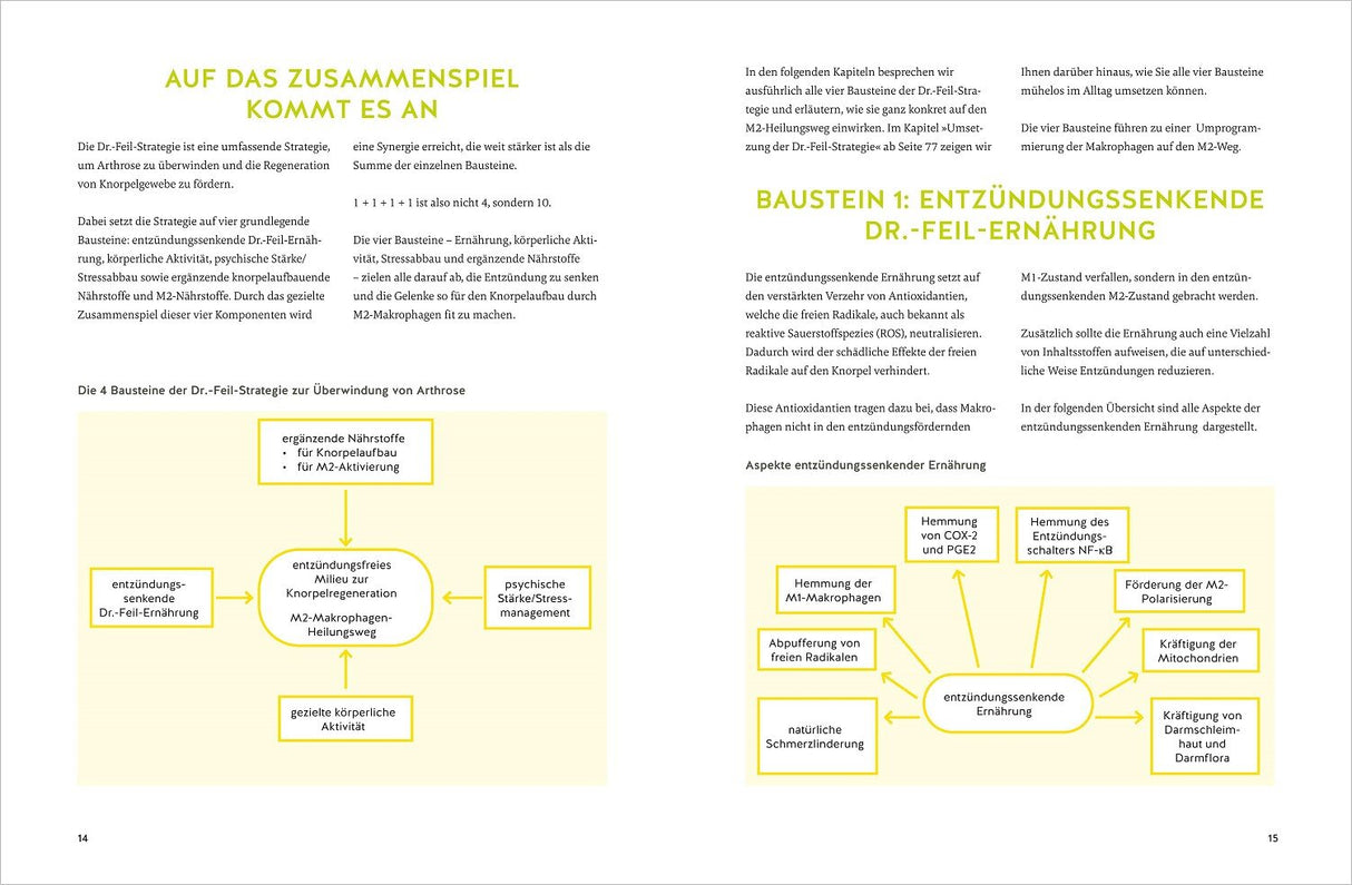 Zwei Doppelseiten mit Text, Diagrammen und Überschriften in Grün und Gelb, zum Thema Dr.-Feil-Strategie gegen Arthrose.