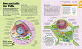 Detaillierte Illustration einer Tierzelle mit Beschriftungen der Zellbestandteile wie Zellmembran, Mitochondrien, Zellkern