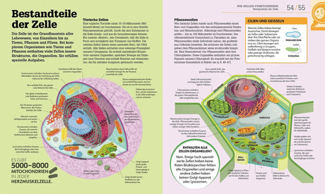 Detaillierte Illustration einer Tierzelle mit Beschriftungen der Zellbestandteile wie Zellmembran, Mitochondrien, Zellkern
