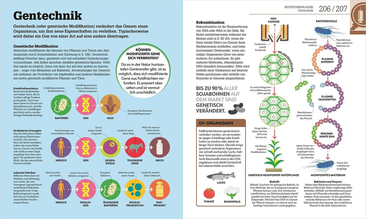 Diagramm zur Gentechnik mit Ablauf von Genmodifikation bei Menschen, Pflanzen und Bakterien