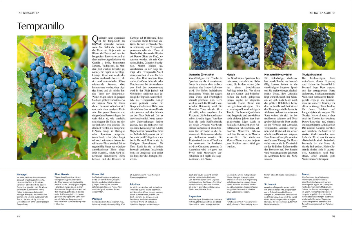 Wein – Die große Schule