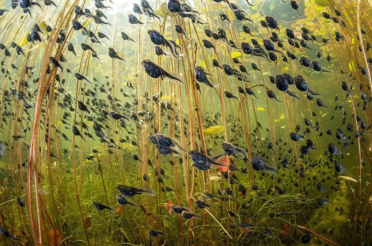 Unterwasseraufnahme mit zahlreichen kleinen schwarzen Fischen zwischen Wasserpflanzen.
