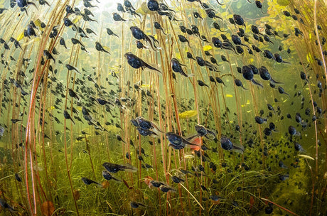 Unterwasseraufnahme mit zahlreichen kleinen schwarzen Fischen zwischen Wasserpflanzen.
