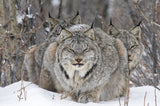 Drei Luchse im Schnee, umgeben von winterlichen Zweigen, mit einem zentralen Luchs im Vordergrund.