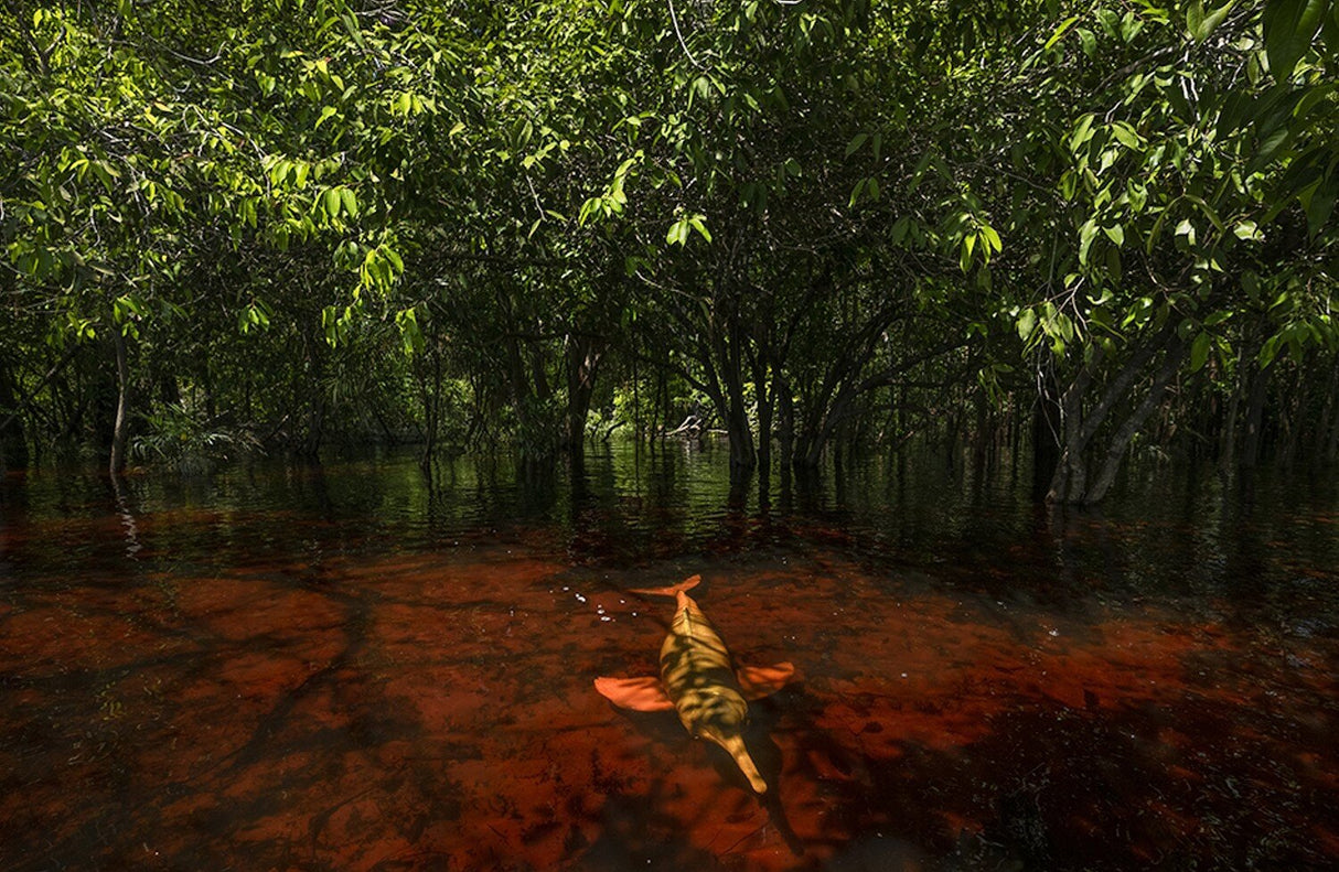 Krokodil schwimmt im Wasser unter grünen Mangrovenbäumen.