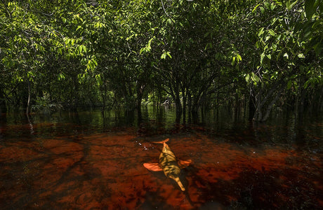 Krokodil schwimmt im Wasser unter grünen Mangrovenbäumen.