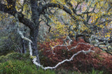 Baum mit dunklem Stamm, gelbe Blätter, grüne und braune Pflanzen im Hintergrund, moosbedeckte Äste.