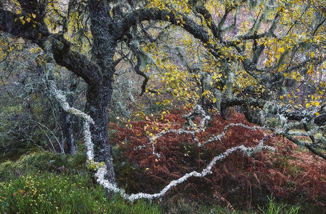 Baum mit dunklem Stamm, gelbe Blätter, grüne und braune Pflanzen im Hintergrund, moosbedeckte Äste.