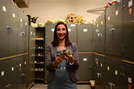 Fossilien – Schätze von Ammoniten bis zum T. Rex.