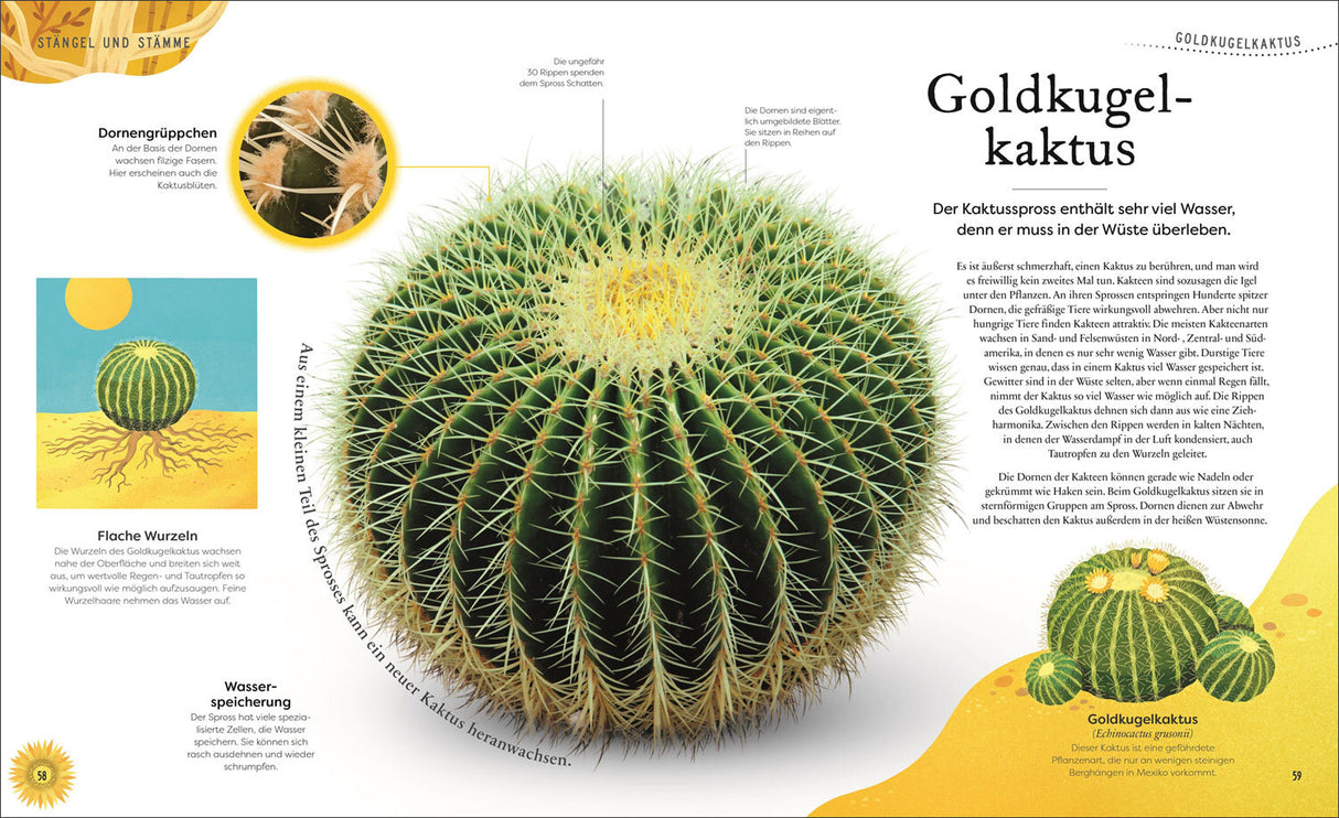 Große und kleine Schätze der Natur. Pflanzen