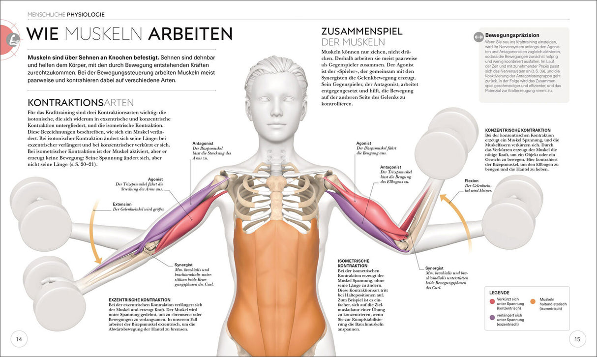 Krafttraining. Die Anatomie verstehen!
