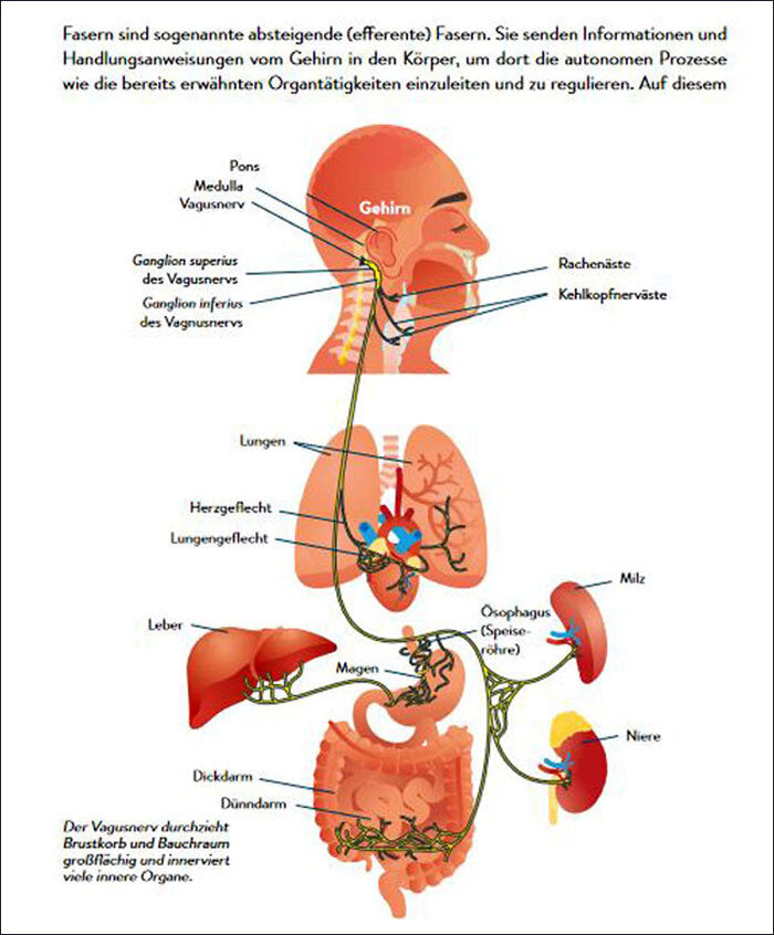 Lars Lienhard, Dr. Eric Cobb: Neuronale Heilung