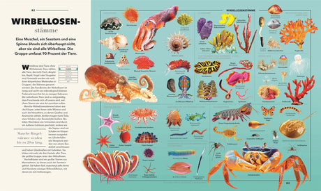 Verschiedene Wirbellosen, darunter Muschel, Seesterne, Kraken, Korallen, Würmer und Krebse, in einer Infografik.