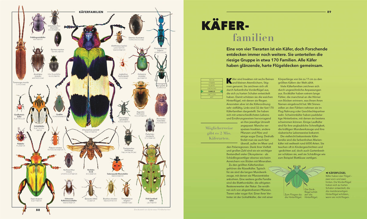 Verschiedene Käferarten, darunter Goliathkäfer, Marienkäfer, Bockkäfer und andere, auf einer Doppelseite.