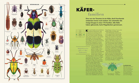 Verschiedene Käferarten, darunter Goliathkäfer, Marienkäfer, Bockkäfer und andere, auf einer Doppelseite.