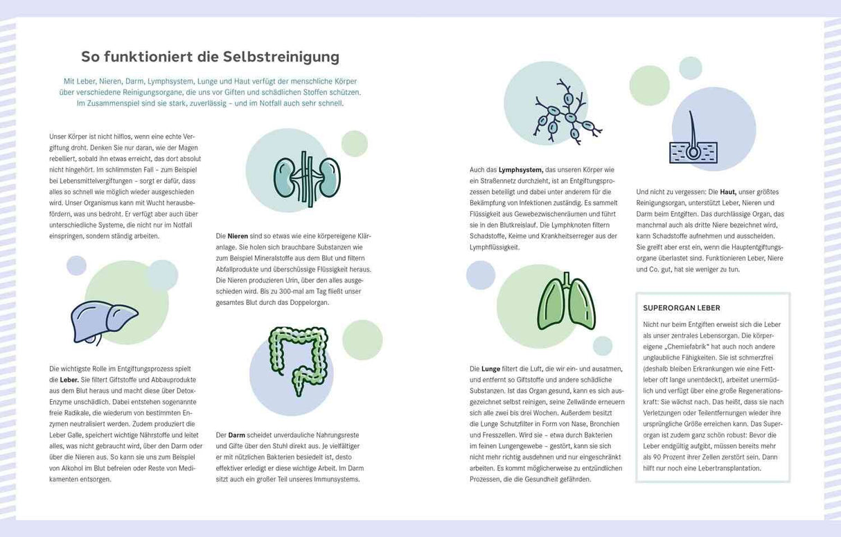 Infografik zur Selbstreinigung des Körpers, mit Illustrationen von Nieren, Lymphsystem, Haut, Lunge und Darm.