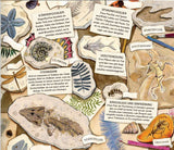 Fossilien – Schätze von Ammoniten bis zum T. Rex.