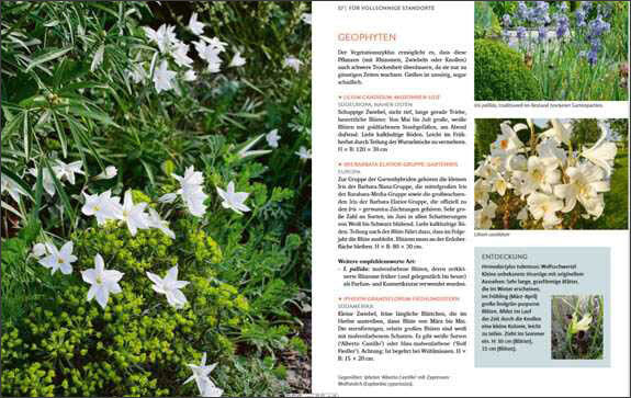 Wächst fast ohne Wasser.