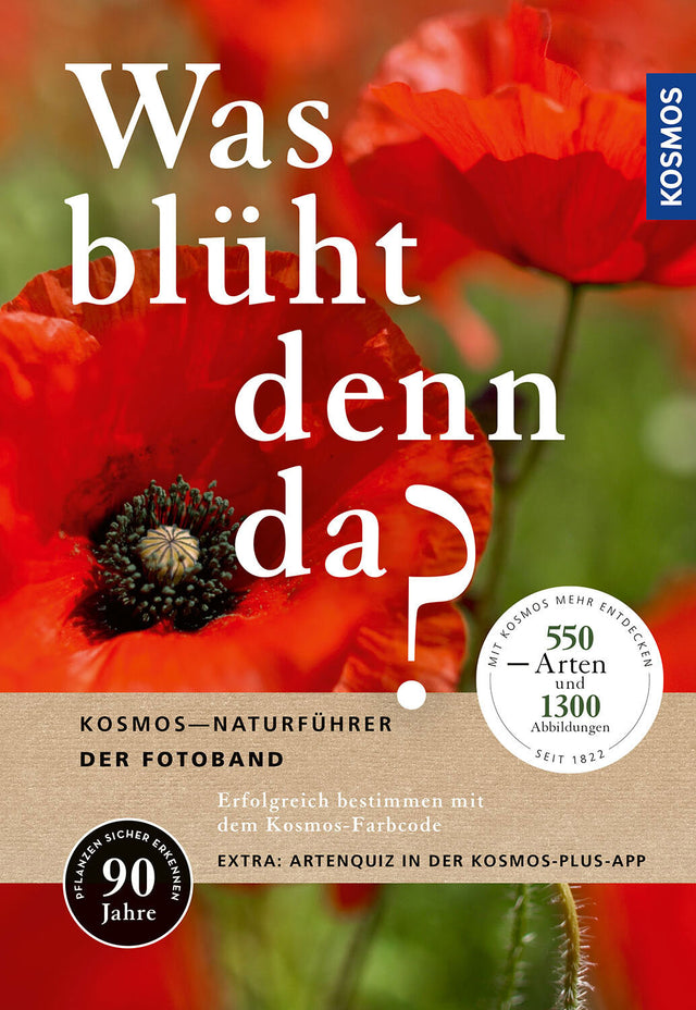 Bunte Mohnblume mit rotem Blütenblatt und schwarzem Zentrum, Hintergrund unscharf grün.